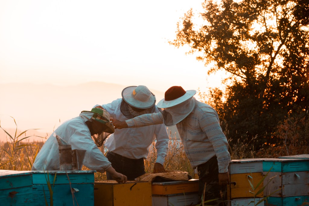 Beekeepers opening wooden bee hive boxes. High quality photo